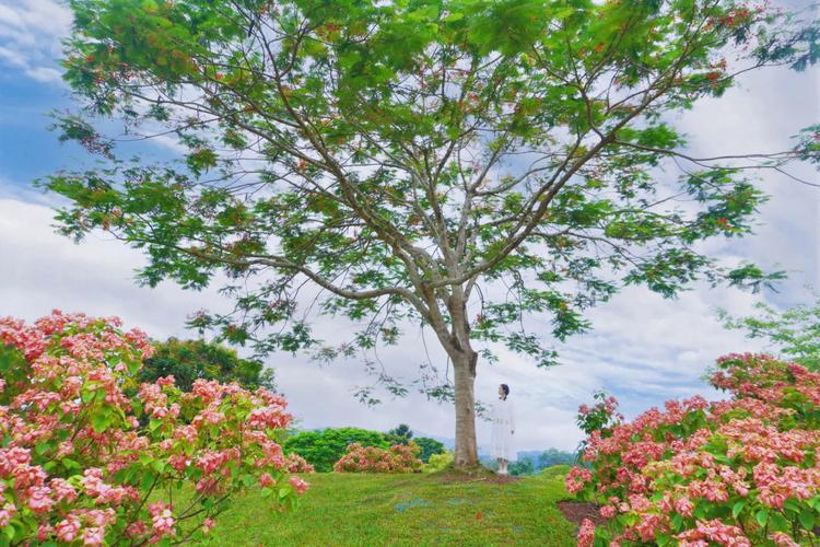 西双版纳州中科院西双版纳热带植物园
